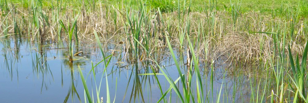 Le réveil de la mare
