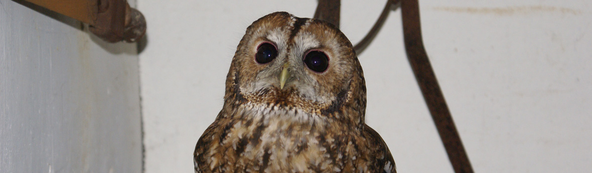 Animation hibou y es-tu ?