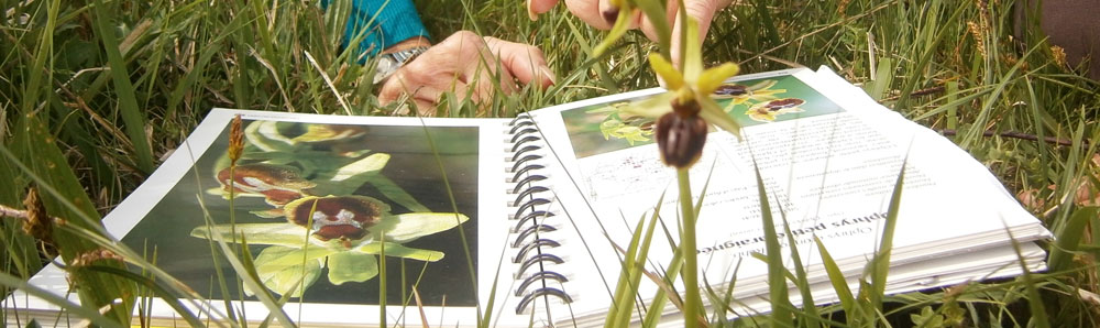 Orchidée du lac du Lizet