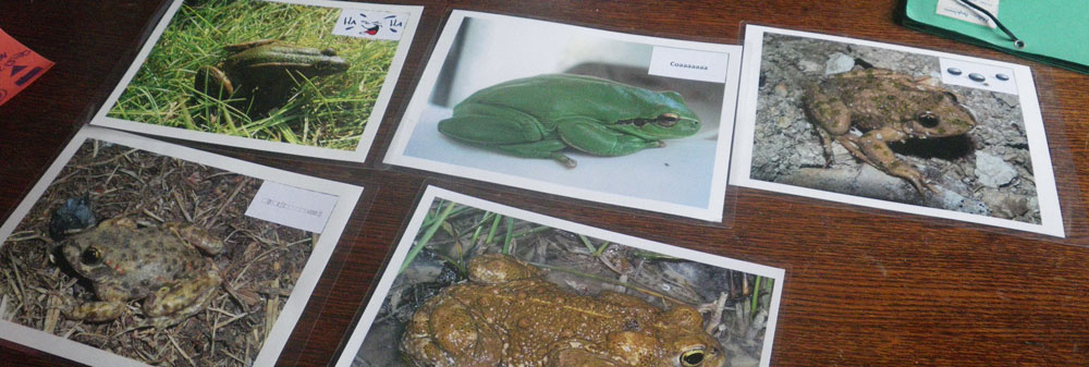 Jeu et indices sur la faune