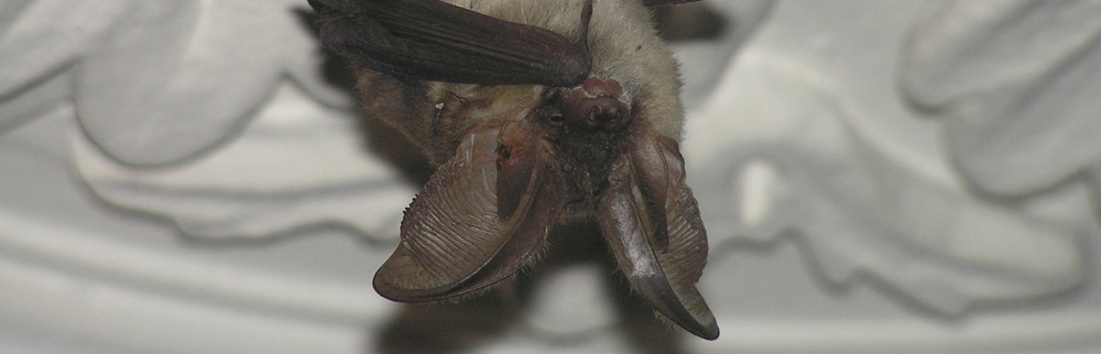 Chauve-souris