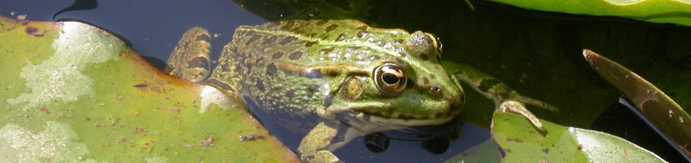 Grenouille verte