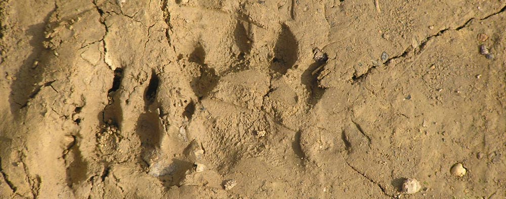 Empreintes de blaireau