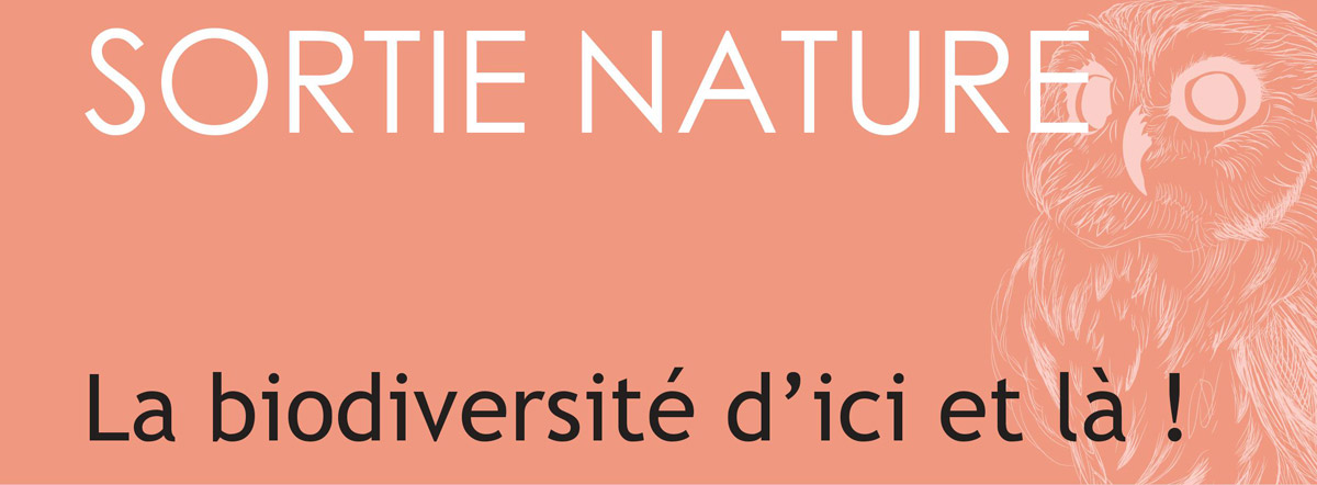 Sortie Nature La biodiversité d'ici et là