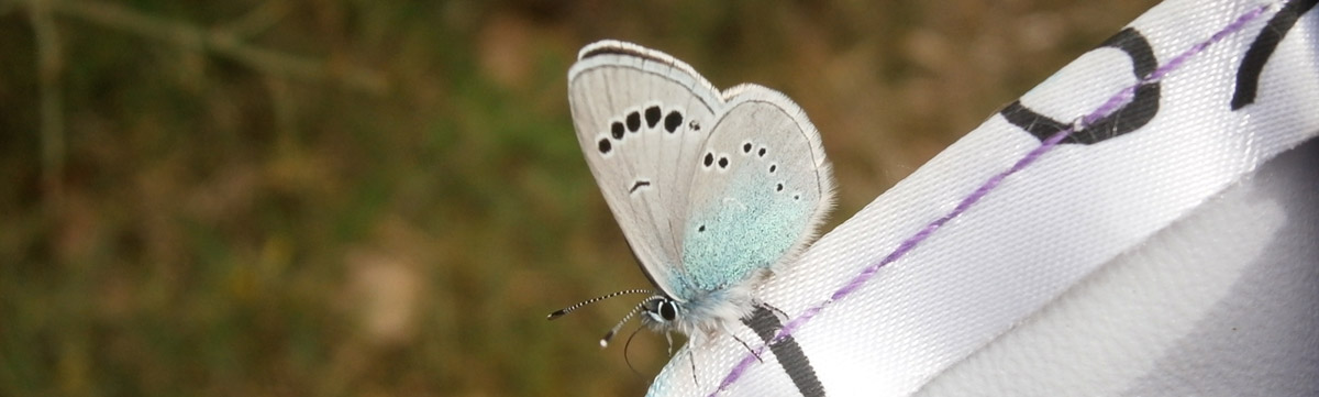 Papillon