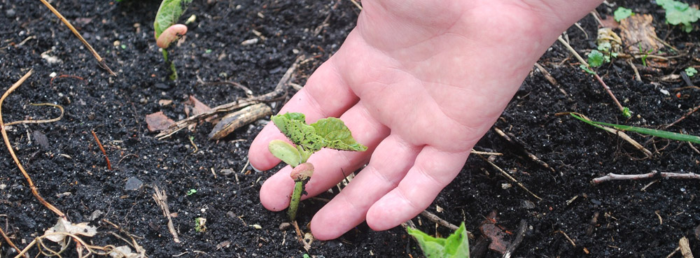 La rentrée des jardins
