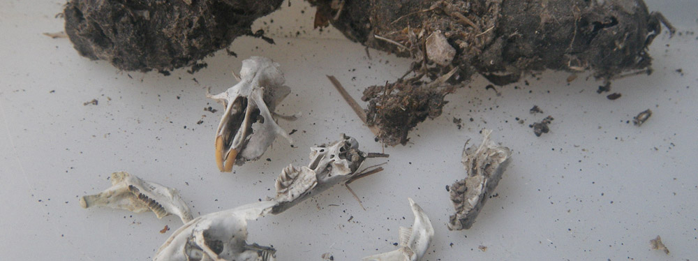 Pelotes de réjection