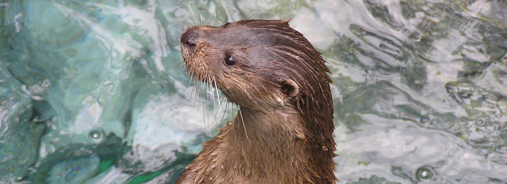 Loutre