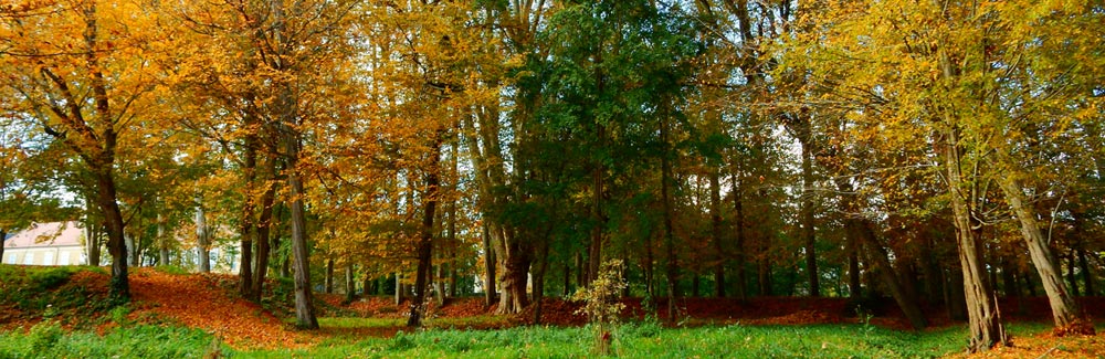 Arbres d'automne