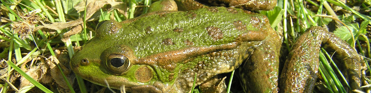 Grenouille verte
