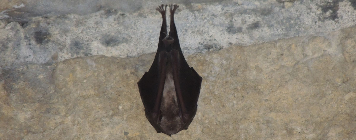 Chauve-souris