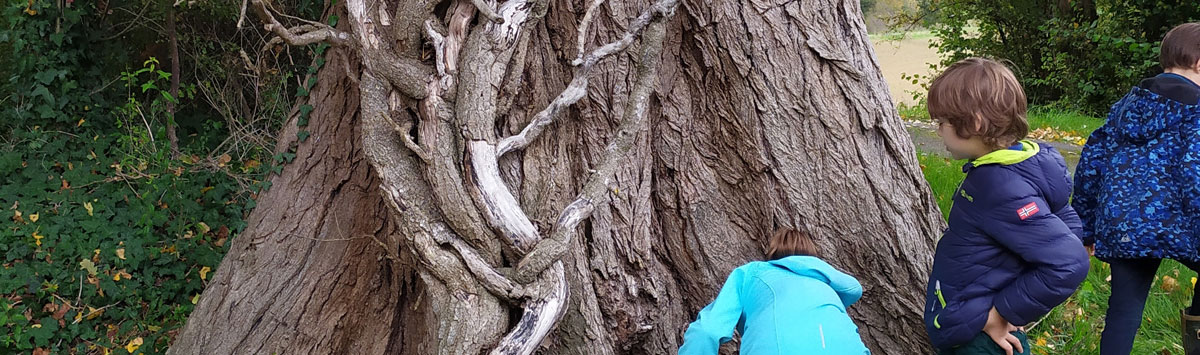 Découverte d'un arbre remarquable