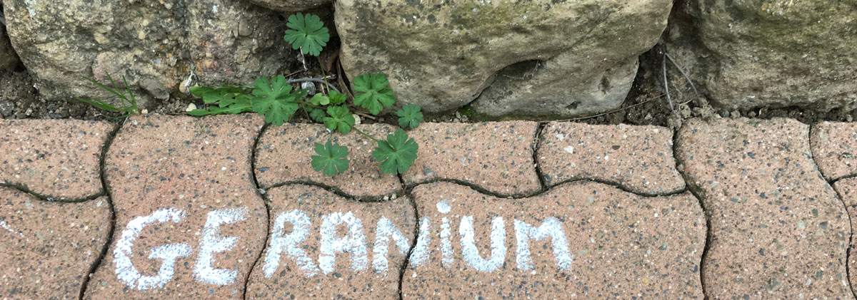 Géranium