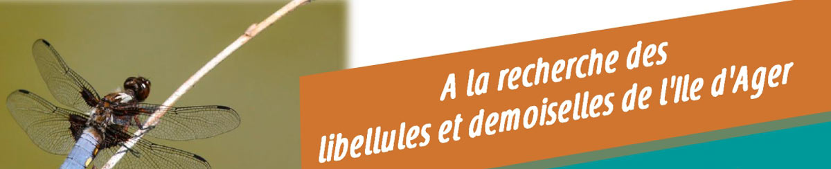 A la recherche des libellules et demoiselles de l'Ile d'Ager